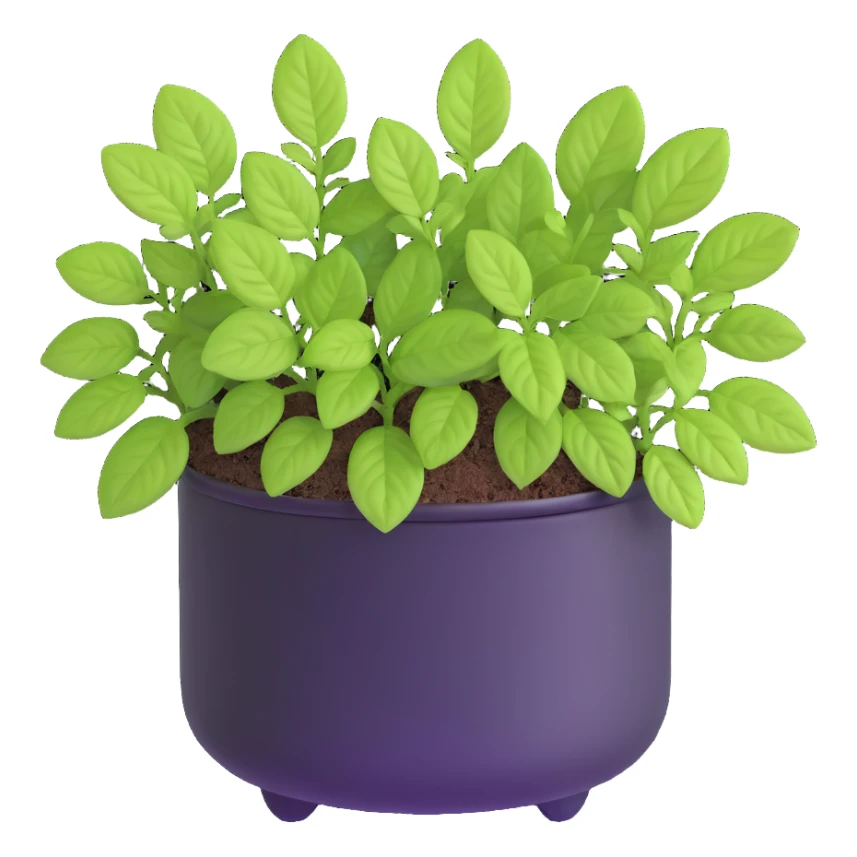 Small sprouts of Plectranthus Verticillatus with extremely round perfect circle leaves growing in a shiny metallic pot sticker