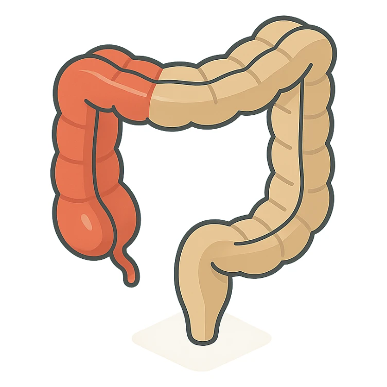 intestine in 2D isometric style, minimalist background, soft shadows and highlights, transparent background, variant with emphasis on thick section sticker