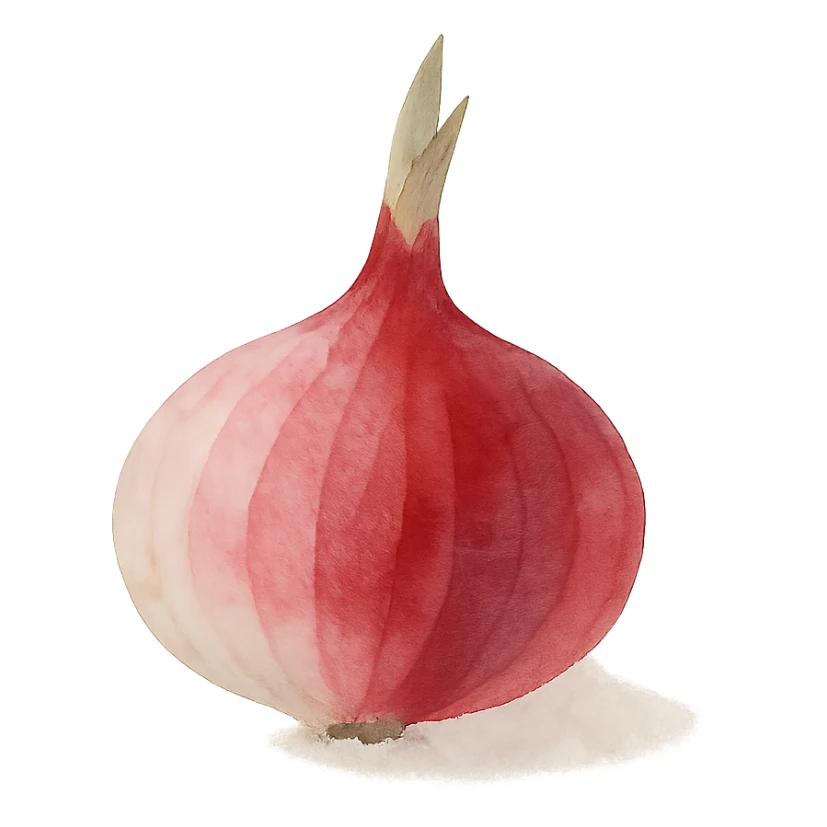 watercolor style red onion, no background sticker