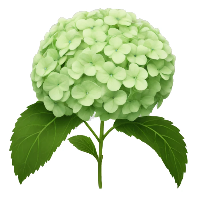 hydrangea  sticker