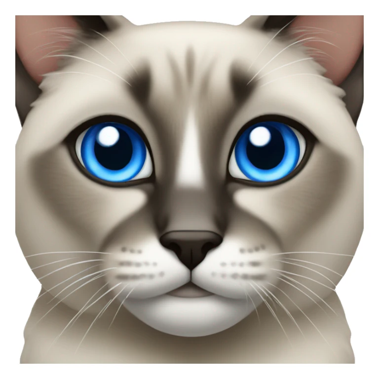 Siamois with blue eyes sticker