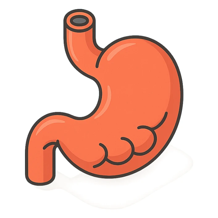 stomach, 2D isometric style, minimalist background, soft shadows and highlights, detailed, transparent background, shape and style similar to the first intestine variant sticker