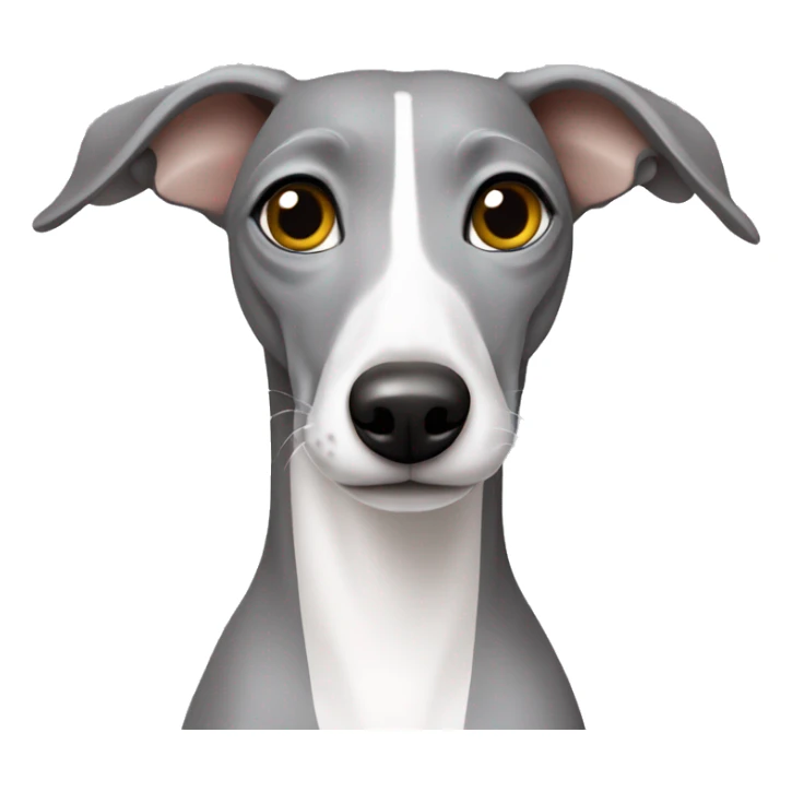 Grey Italian greyhound. With a grey head and white chest sticker