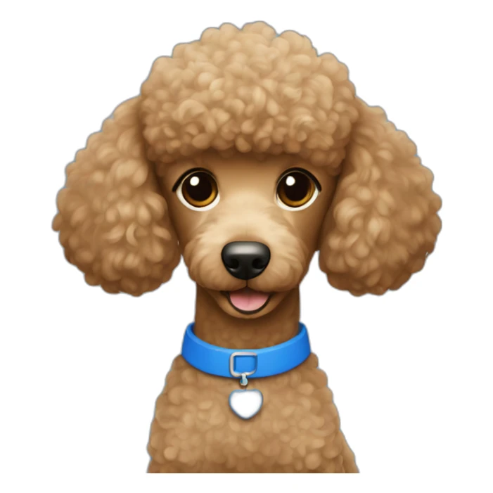 Light brown poodle wearing a blue t-shirt with the text U2 sticker