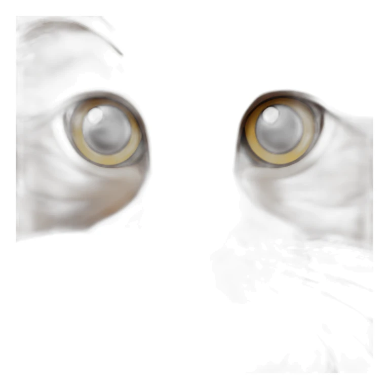 Brown maine coon cat sticker