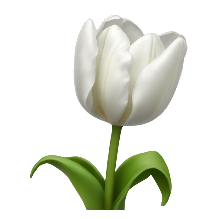 White tulip sticker