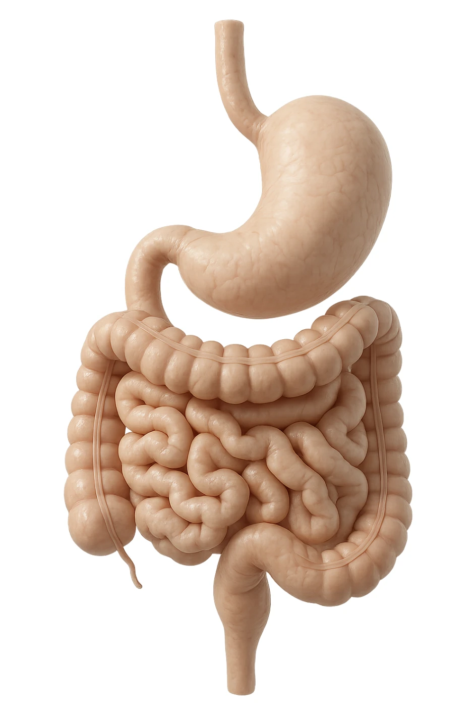 stomaco e intestino sono collegati, colore chiaro, iperrealistico 4k sticker