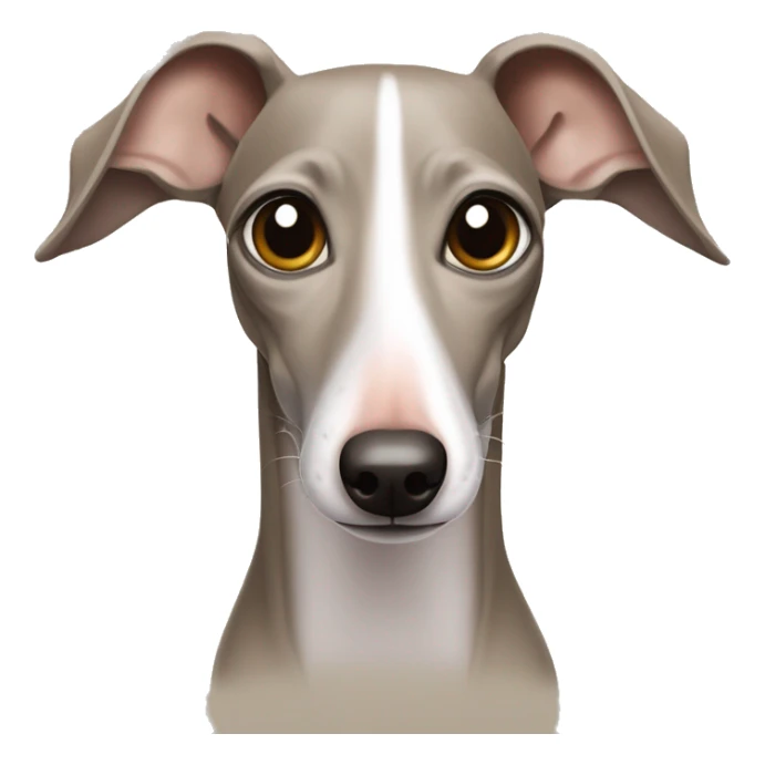 Sand Italian greyhound style iPhone emoji de face le regard joyeux bouche fermé truffe humide sticker