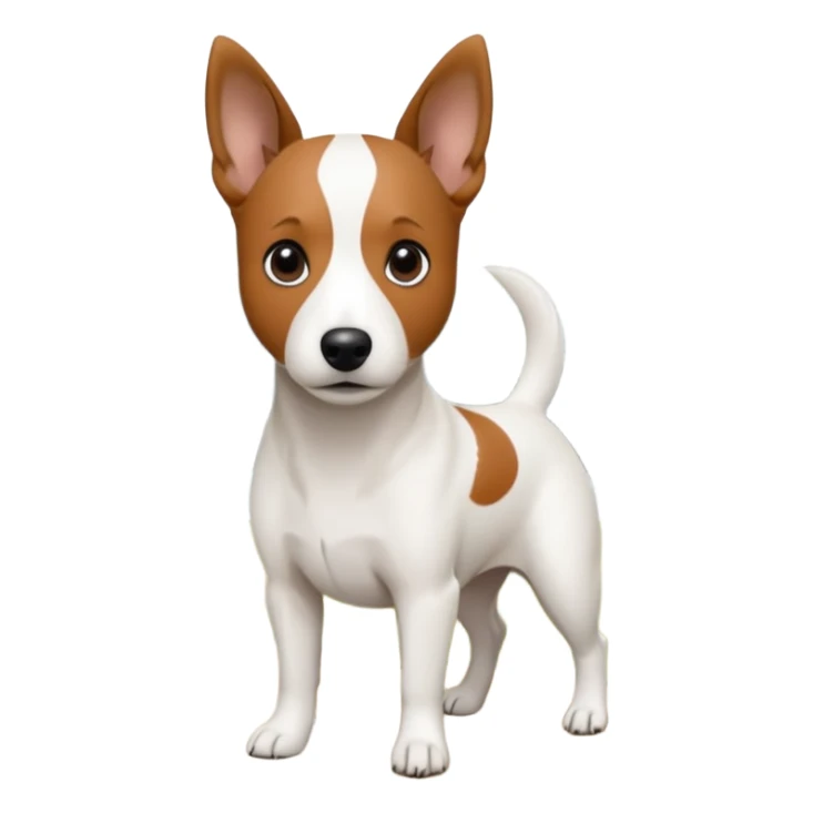 a fully white jack russell the size of a kelpie with a half white face sticker