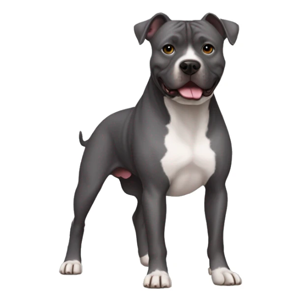 dark grey staffordshire terrier not only face, full body  sticker