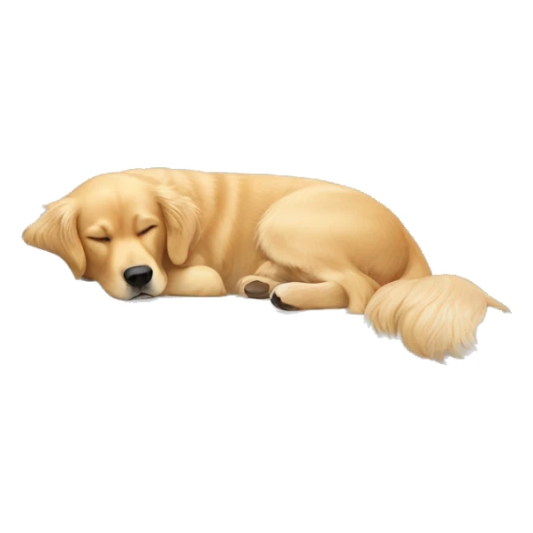 golden retriever sleeping on a white couch sticker