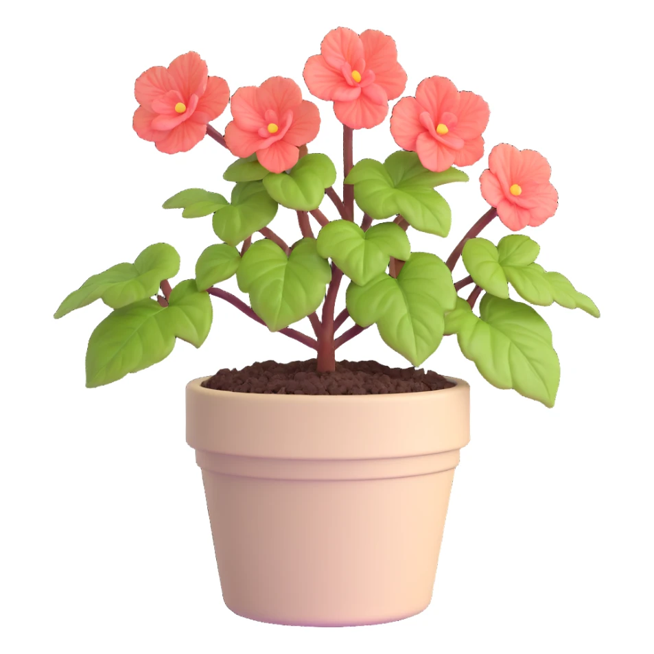 Begonia Rex plant in a beige pot with spiral leaf pattern sticker
