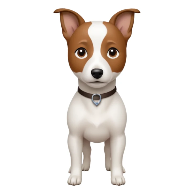 a fully white jack russell the size of a kelpie with a half white face sticker