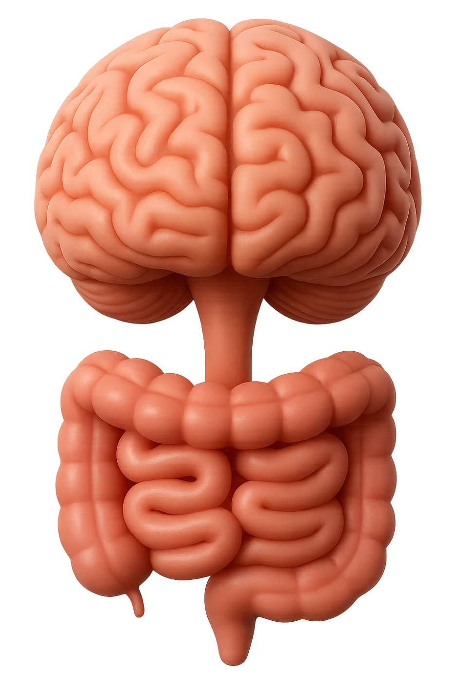 emoji stile iphone in 3d di cervello e intestino collegati verticalmente, iperrealistico 4k sticker