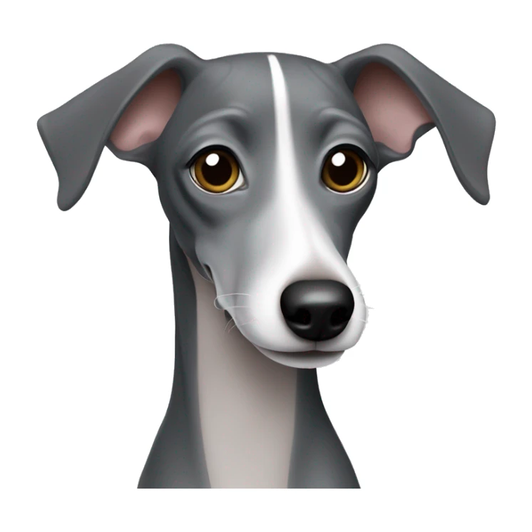 Dark grey Italian greyhound with lighter grey snout sticker