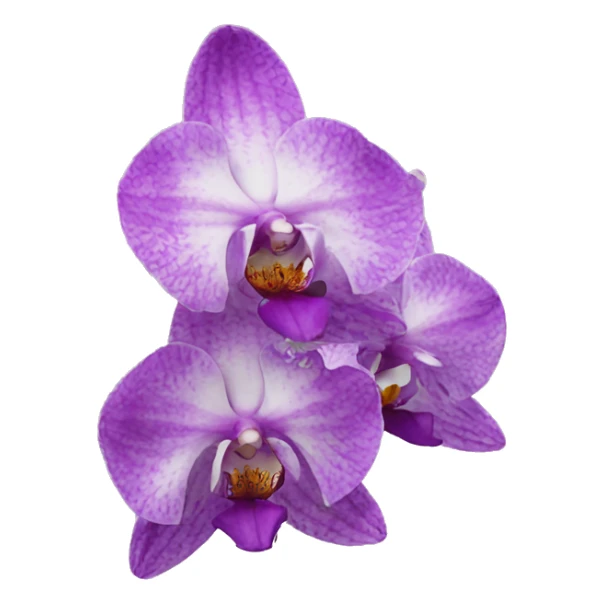 european orchid flower sticker