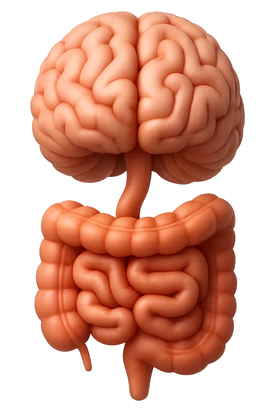 emoji stile iphone in 3d di cervello e intestino collegati verticalmente, iperrealistico 4k sticker