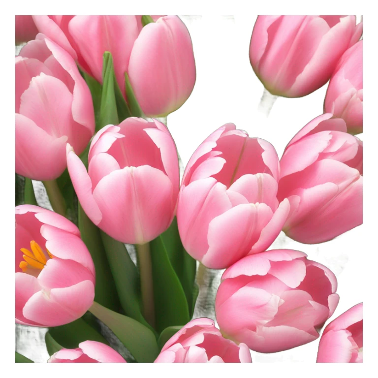 background of light pink tulips sticker