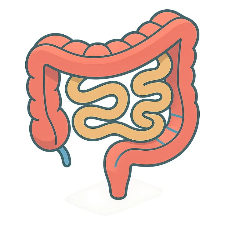 intestine in 2D isometric style, minimalist background, soft shadows and highlights, transparent background, variant with light infographic stylization sticker