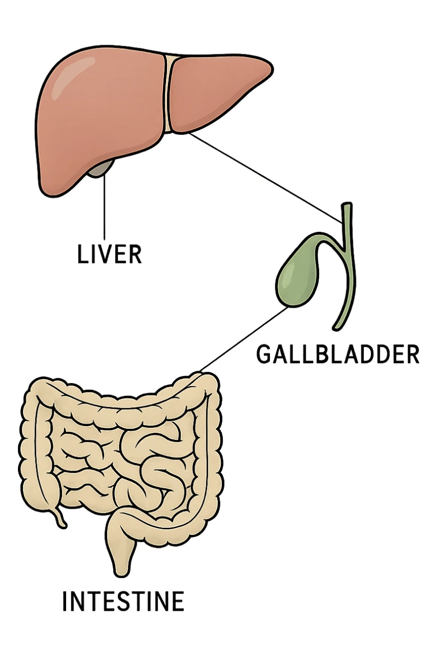 Connessione visiva con linee fegato , intestino e cistifellea sticker