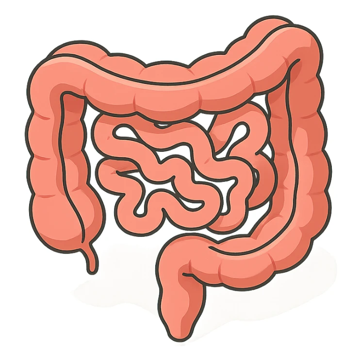intestine in 2D isometric style, minimalist background, soft shadows and highlights, detailed, transparent background, variant with more complex shape and curves sticker