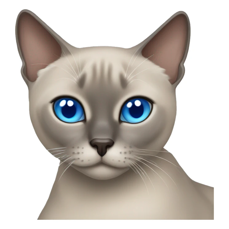 Blue mink tonkinese cat with blue eyes curled up sticker