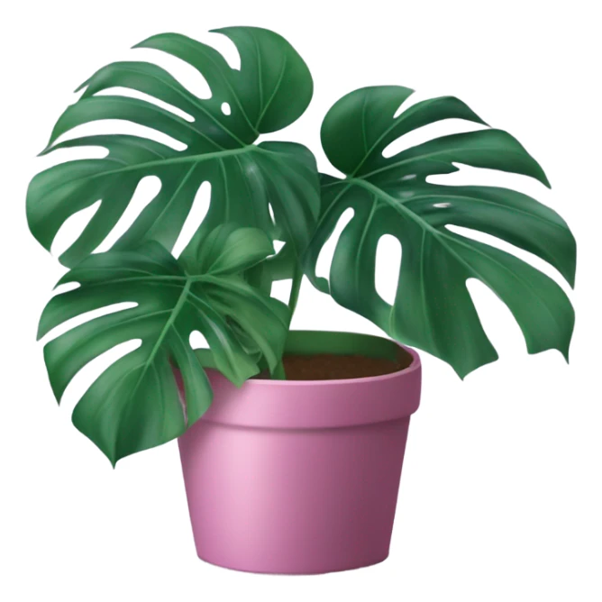 Monstera flower violet color in a pink-colored pot sticker