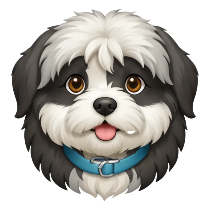 Black Havanese with white chest and greyish around mouth sticker