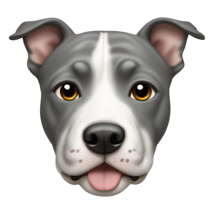 Grey Stafford shire bull terrier dog portrait with a small white line between his eyes, a grey nose, and a white chest sticker