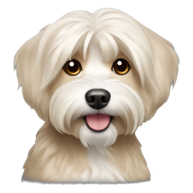 Short hair, beige Havanese dog sticker