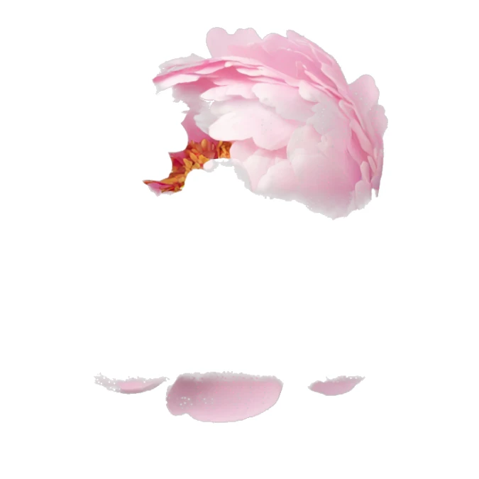 baby pink peony bouquet  sticker