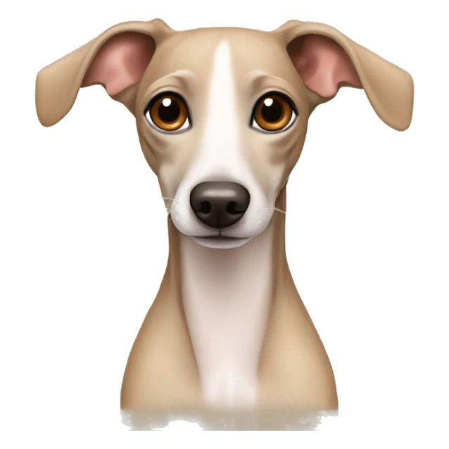 Cute dog Italian greyhound beige color sticker