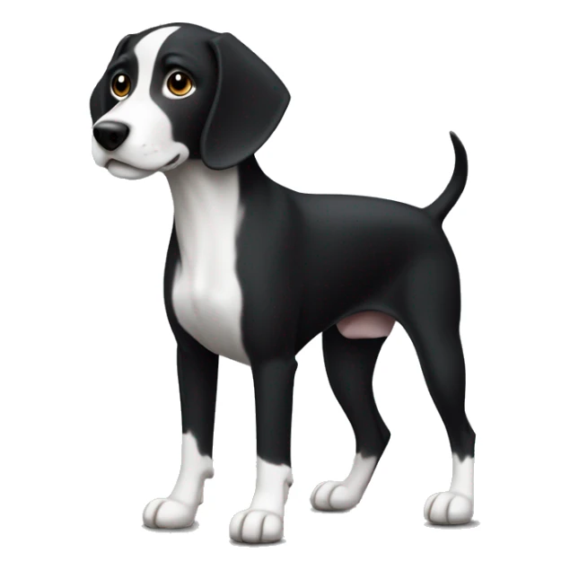 a sleek pointer dog with a dark black coat and white markings (white belly, feet, and tail tip). sticker