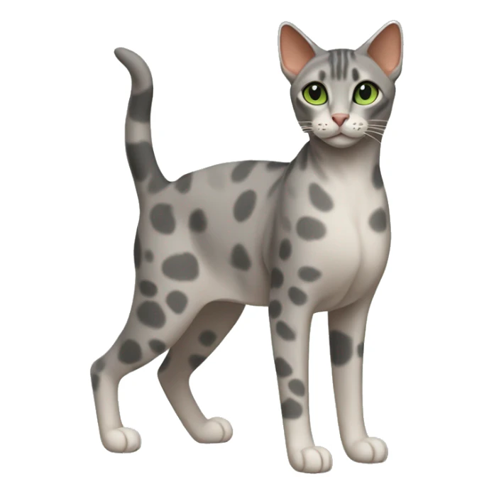 Short-haired oriental cat ,full body , grey coat with spots , green eyes , terracotta nuzzle sticker