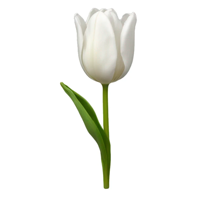 White tulip sticker
