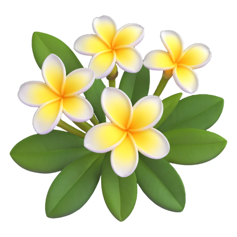 plumeria flower with five white petals and yellow center sticker