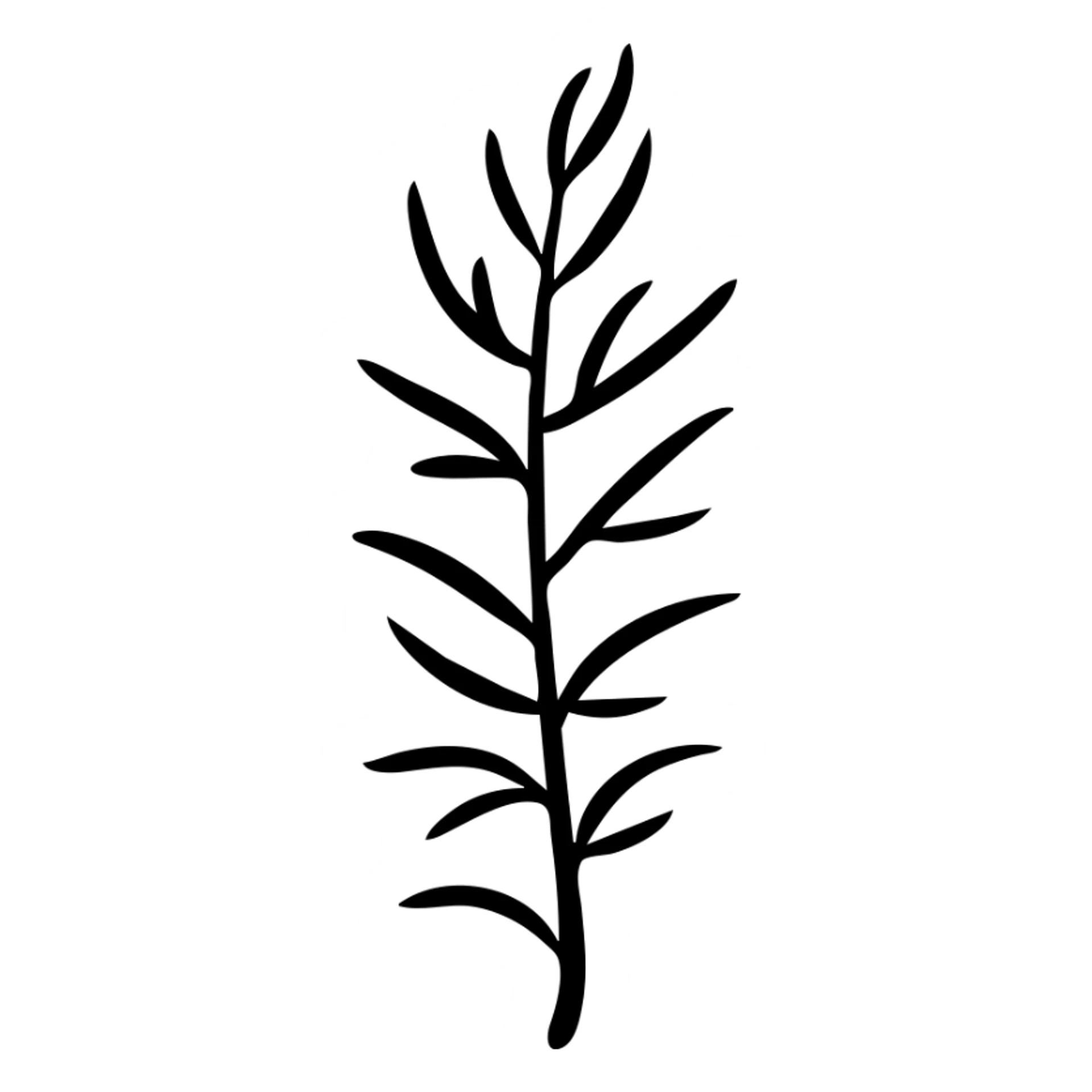 Rosemary herb with needle-like leaves on stems, botanical illustration sticker