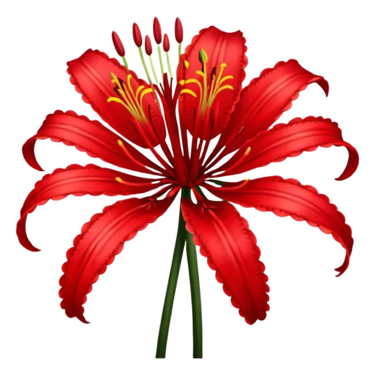 Lycoris Radiata red spider lily flower close-up sticker