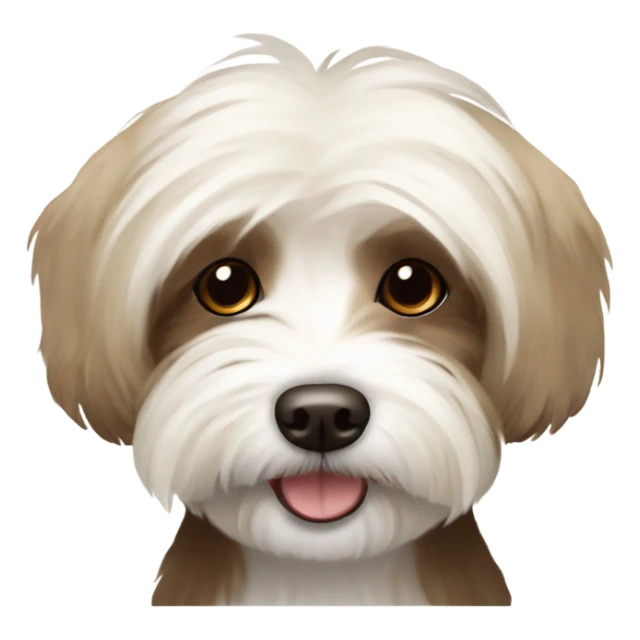 Havanese dog,mostly cream,duo color with some brown on the esrs sticker