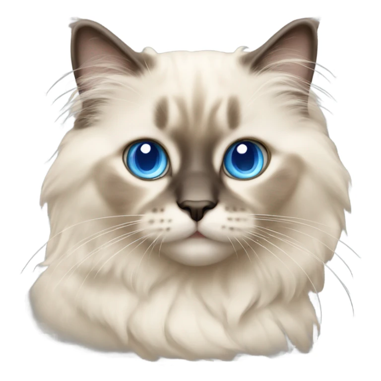 beige baby ragdoll cat with blue eyes sticker