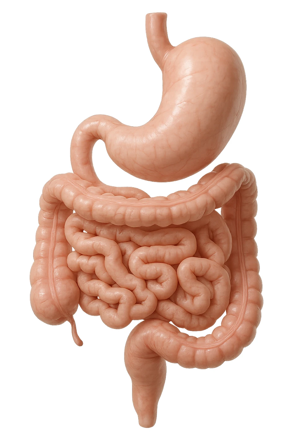 stomaco e intestino sono collegati, colore chiaro, iperrealistico 4k sticker
