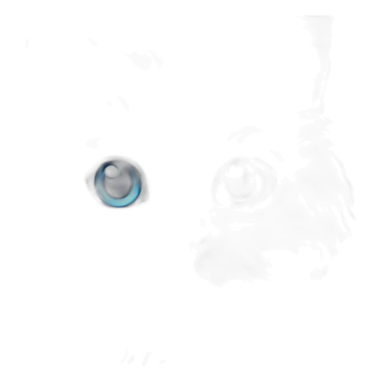 white british long hair kitten blue eyes sticker