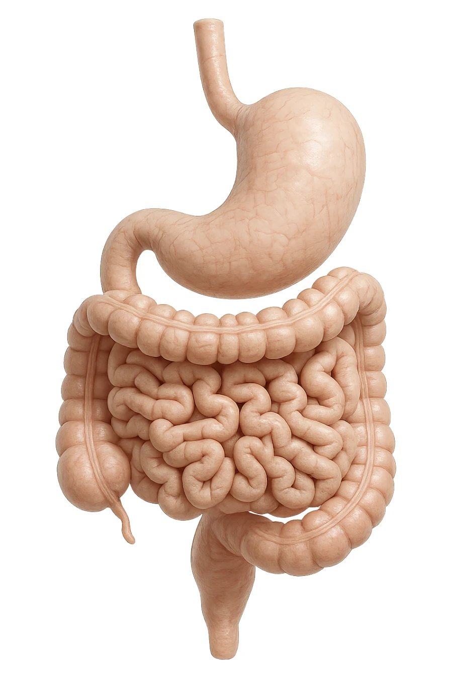 stomaco e intestino sono collegati, colore chiaro, iperrealistico 4k sticker