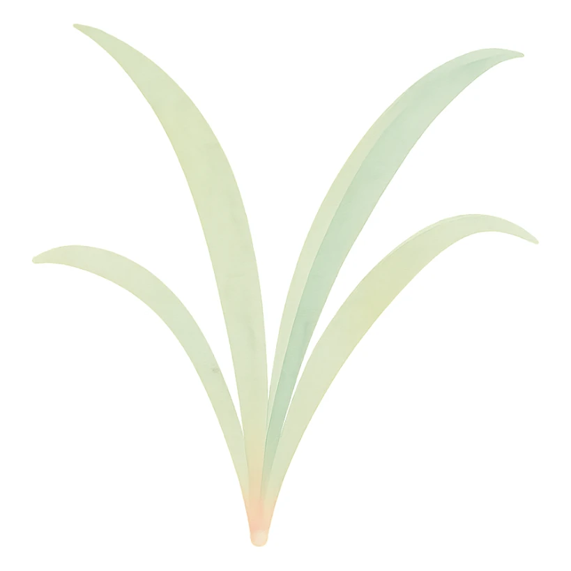 a single spider plant leaf, watercolor style, delicate brush strokes, soft colors sticker