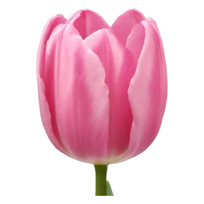 Tulip pink sticker