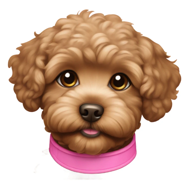 Golden dark brown maltipoo puppy with pink collar sticker