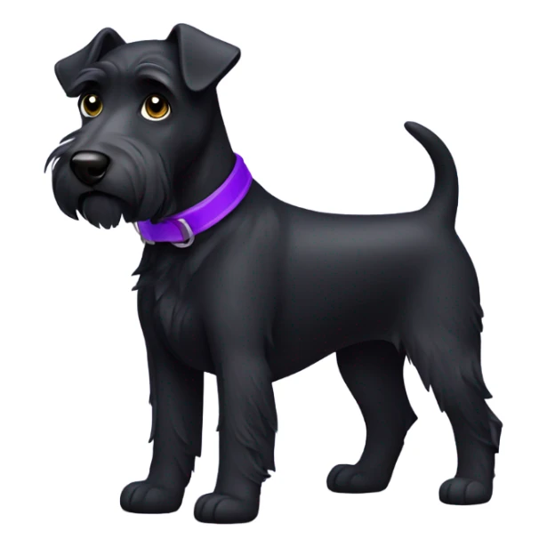 All black terrier dog with purple collar sticker