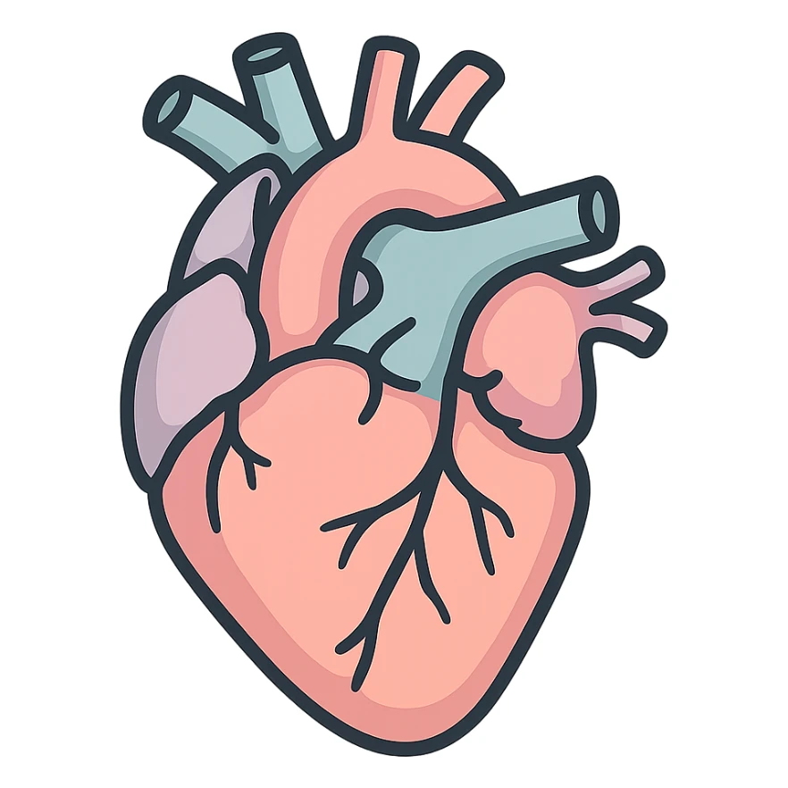 anatomical heart, icon-color-outlined style, thin clean contours, soft rounded shapes, pastel palette #98B5BC, #B5B3C1, #C9A3C9, #E4C0CA, #F7DCD1, #F7C0AA, detailed shadows and highlights, soft lighting, transparent background, no decoration, realistic shape sticker