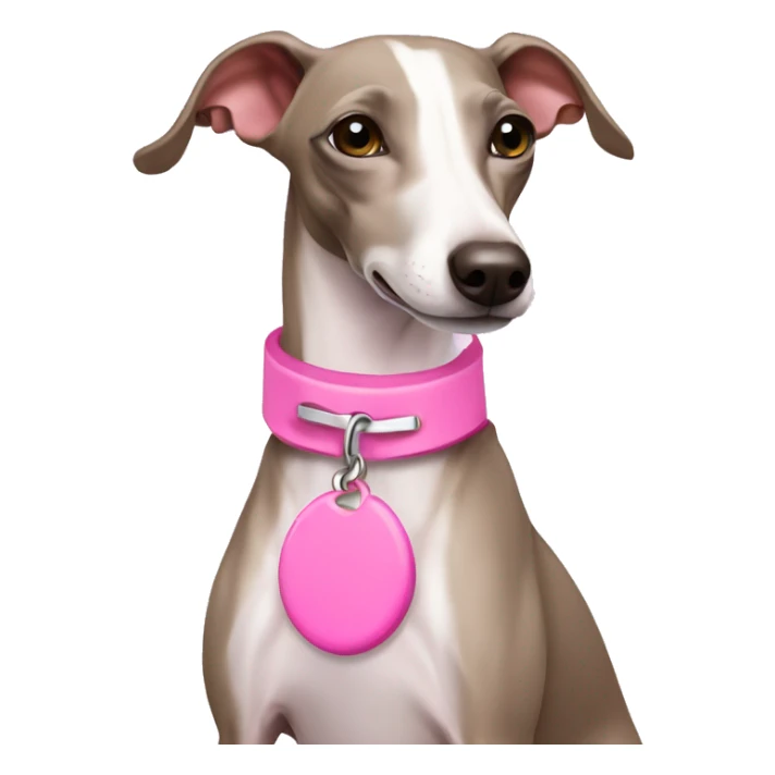 White Italian greyhound wearing pink collar sticker