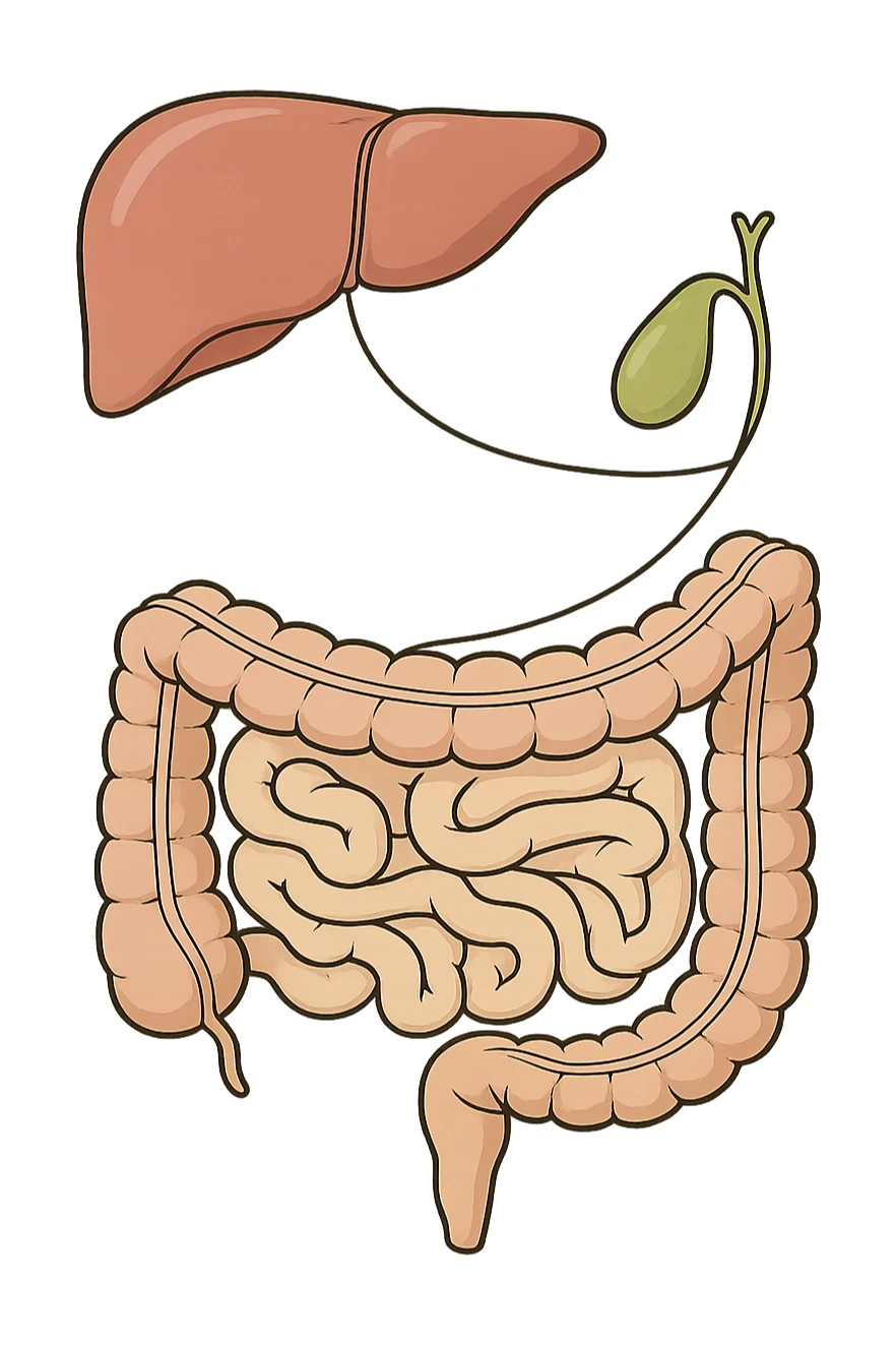 Connessione visiva con linee fegato , intestino e cistifellea sticker